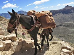 pack mule