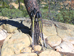 trekking poles leaning on a tree