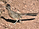 roadrunner