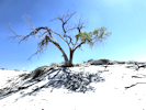 white sands tree