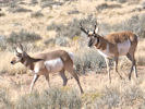 pronghorn