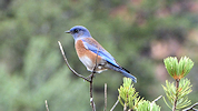 bluebird