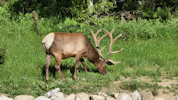 elk