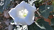 datura